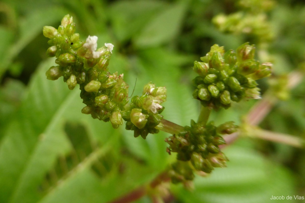 Pilea melastomoides (Poir.) Wedd.